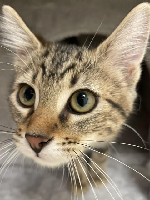 Enlarge Gazelle, a Adoptable Domestic Short Hair in Red Wing, MN image 4/4