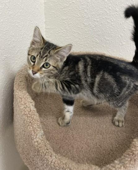 Enlarge Gazelle, a Adoptable Domestic Short Hair in Red Wing, MN image 1/4