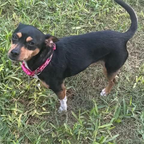 Enlarge Minnie, a Adoptable mixed breed in Tomah, WI image 1/6