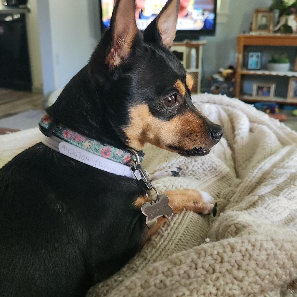 Enlarge Minnie, a Adoptable mixed breed in Tomah, WI image 2/6