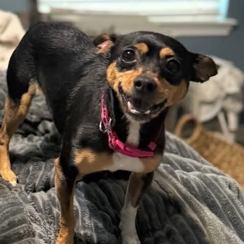 Enlarge Minnie, a Adoptable mixed breed in Tomah, WI image 3/6