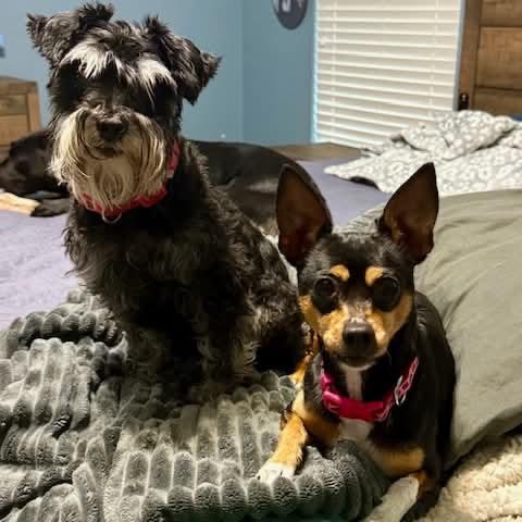 Enlarge Minnie, a Adoptable mixed breed in Tomah, WI image 4/6