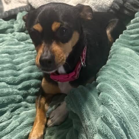 Enlarge Minnie, a Adoptable mixed breed in Tomah, WI image 5/6