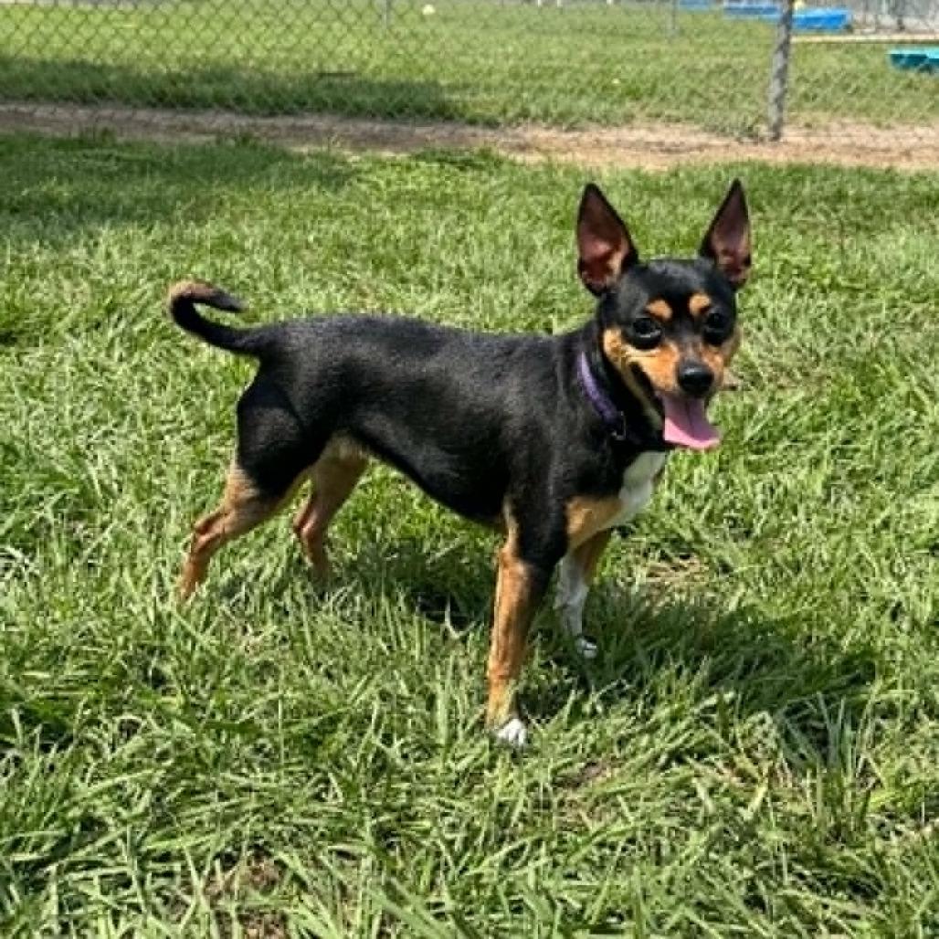 Enlarge Minnie, a Adoptable mixed breed in Tomah, WI image 6/6