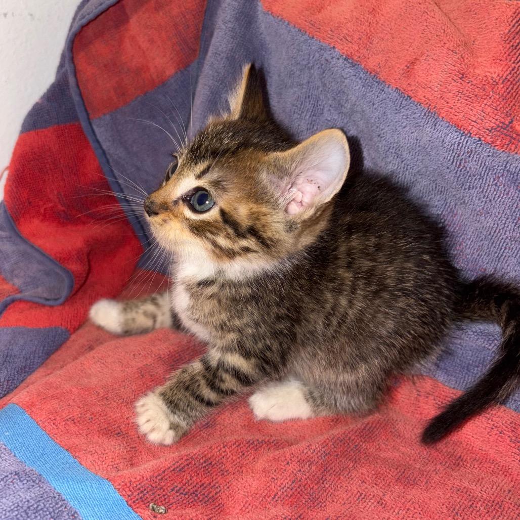 Enlarge Kenny Chesney, a Adoptable Domestic Short Hair in Crookston, MN image 1/2