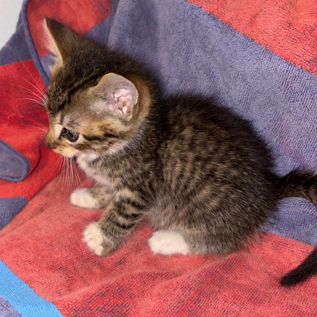 Enlarge Kenny Chesney, a Adoptable Domestic Short Hair in Crookston, MN image 2/2