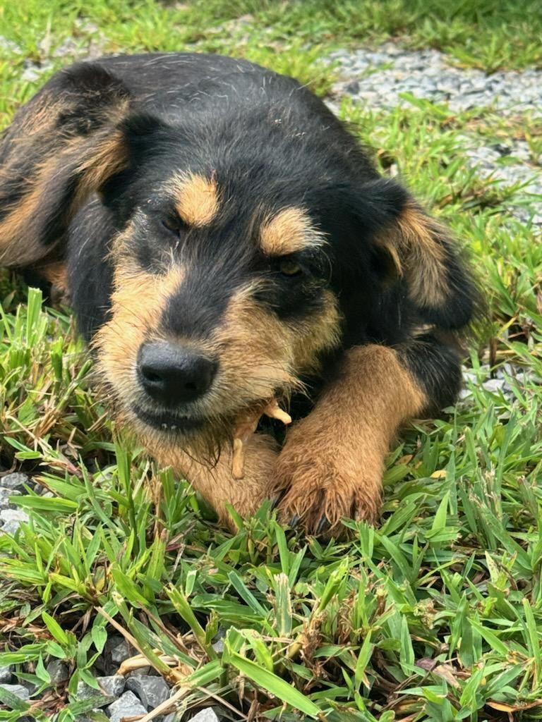 Enlarge Scar, an adopted mixed breed in Maryville, TN image 2/3