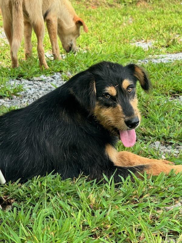 Scar, adopted, Young Male Shepherd & Airedale Terrier.