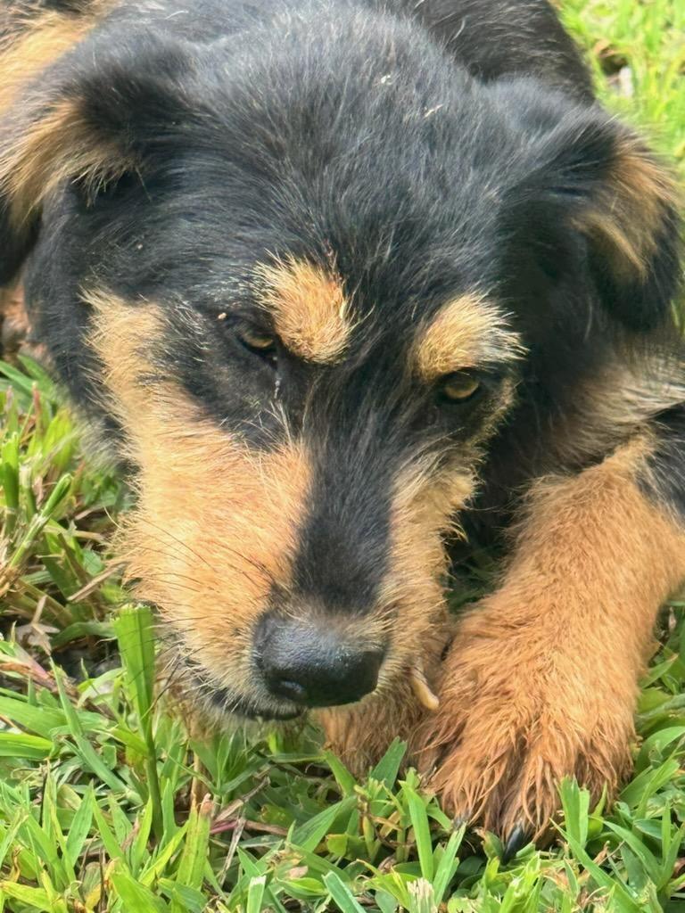 Enlarge Scar, an adopted mixed breed in Maryville, TN image 3/3