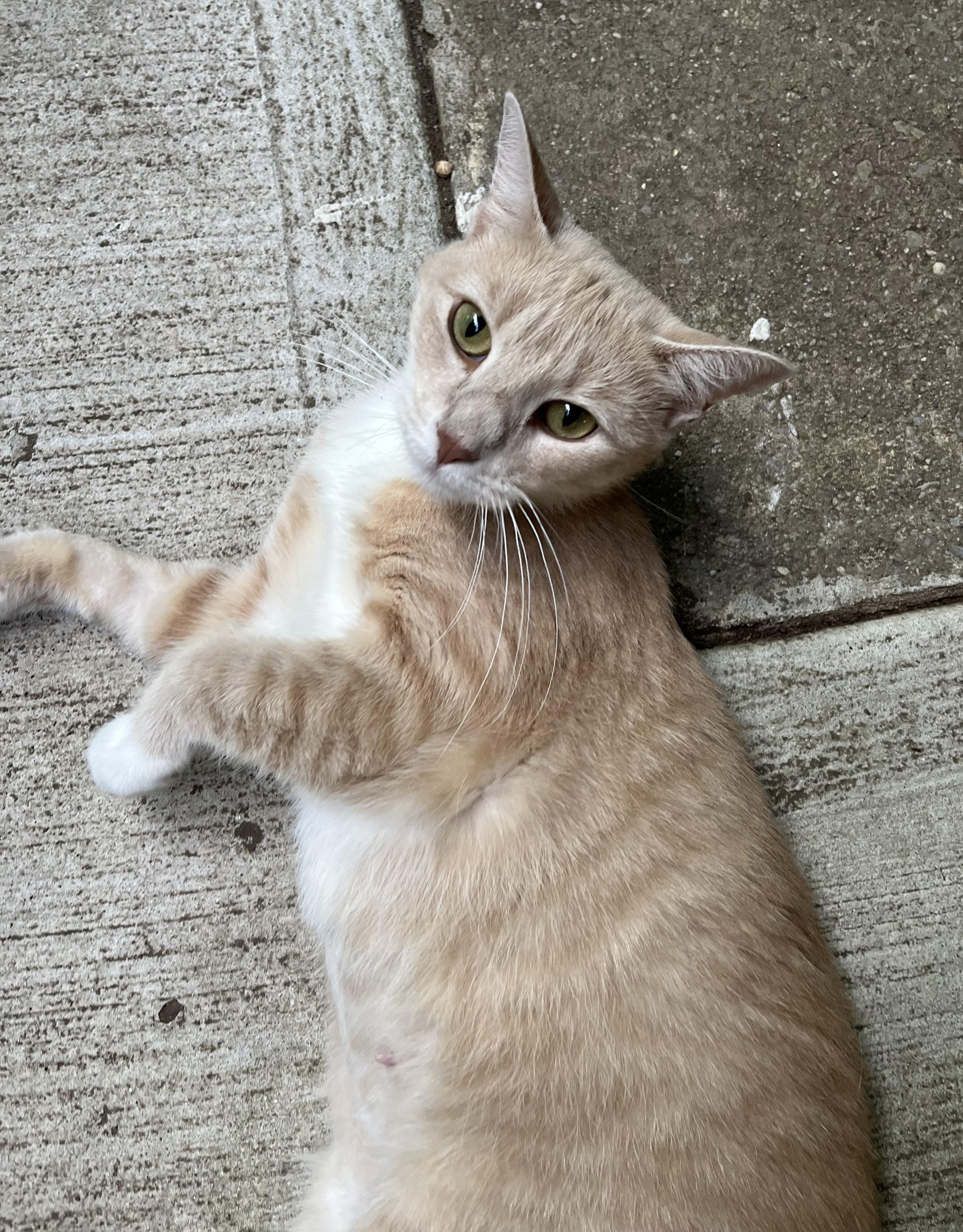 Enlarge Dulce, a Adoptable Domestic Short Hair in Harrison, NY image 4/4