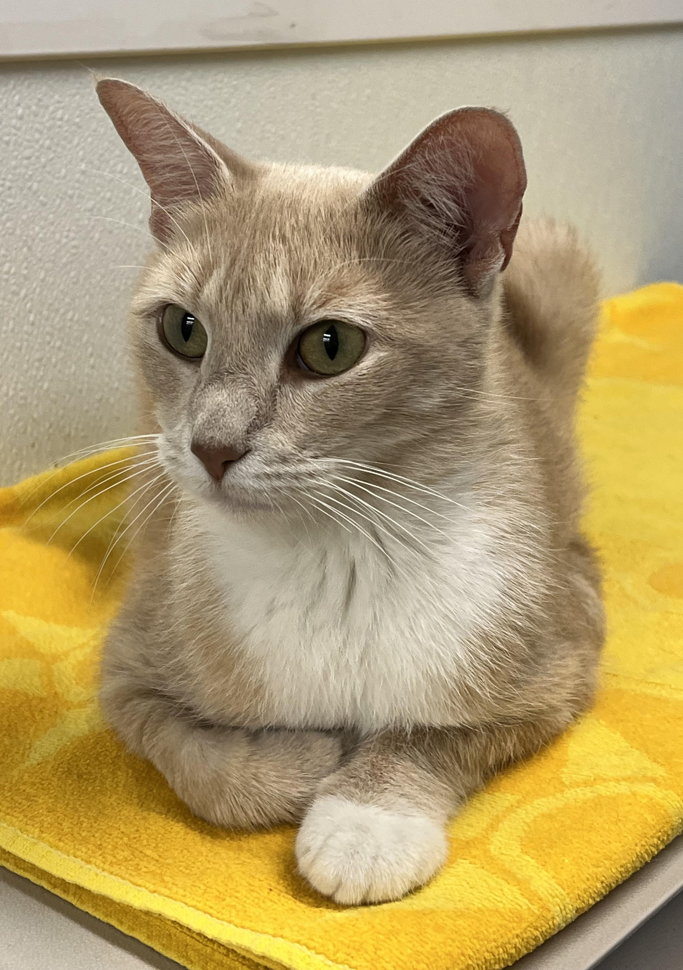 Enlarge Dulce, a Adoptable Domestic Short Hair in Harrison, NY image 3/4