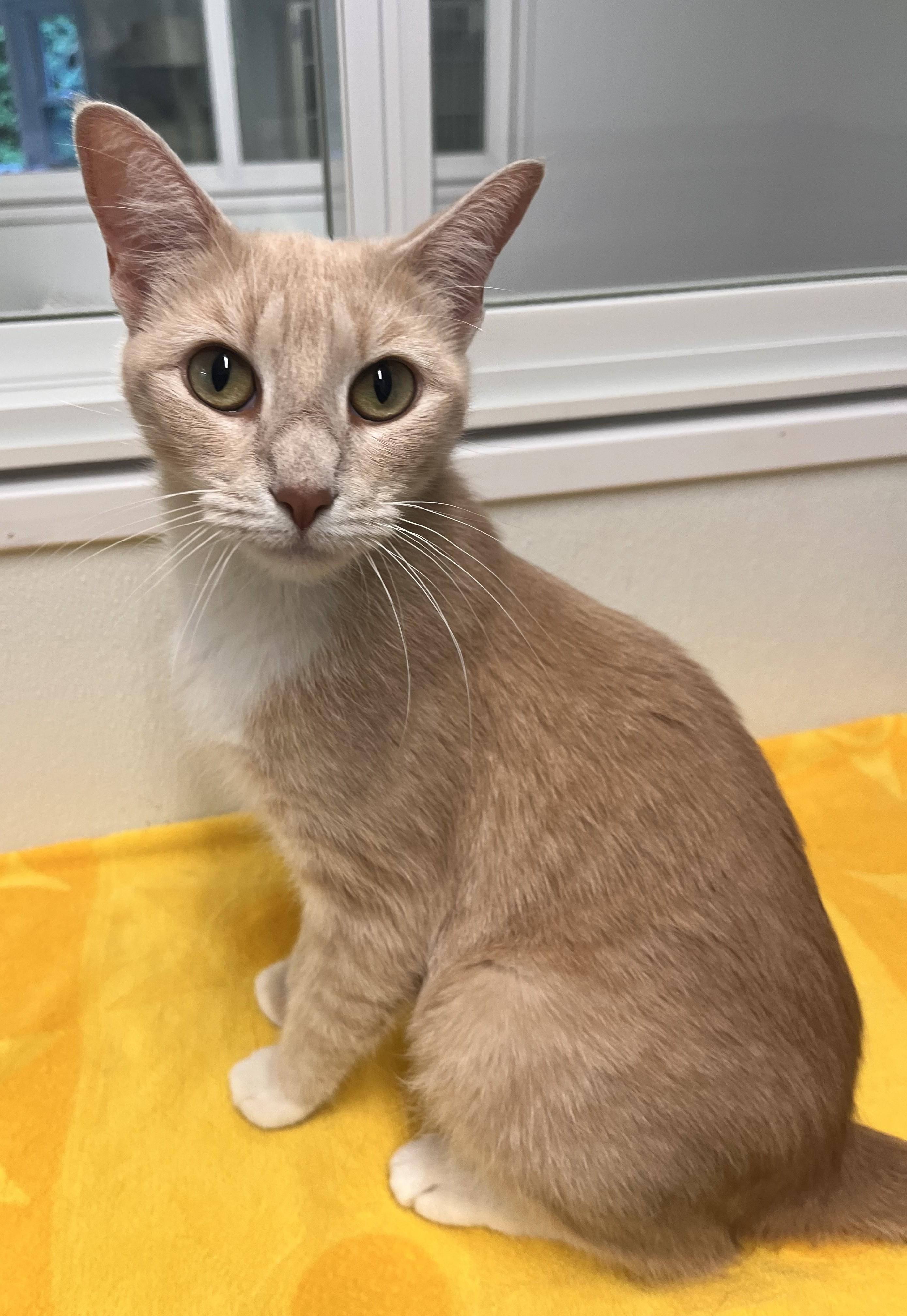 Dulce, Adoptable, Young Female Domestic Short Hair.