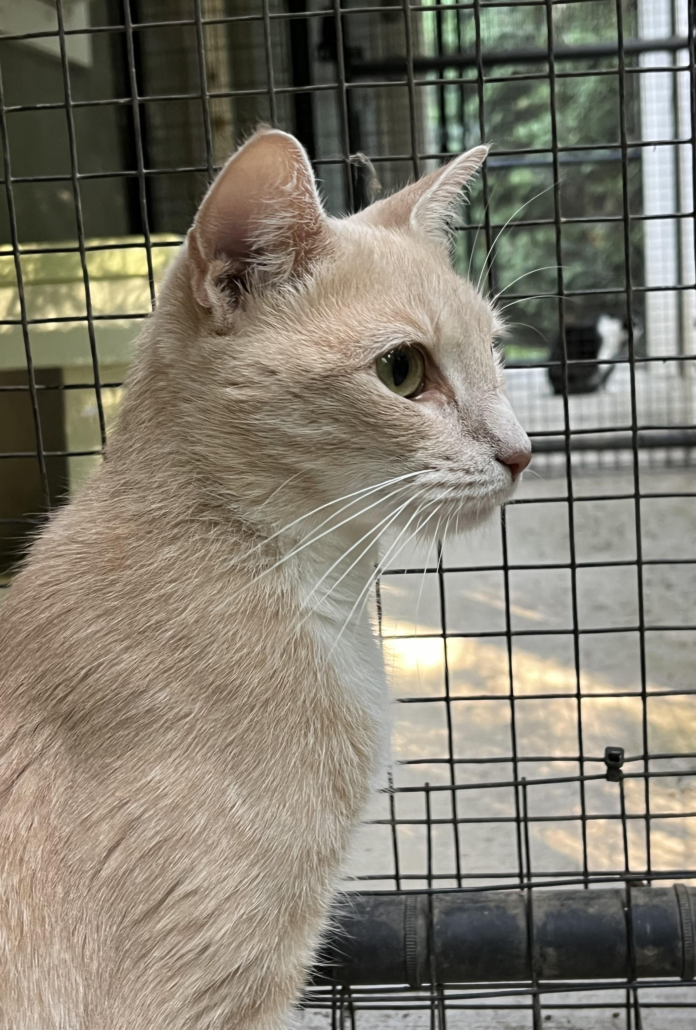Enlarge Dulce, a Adoptable Domestic Short Hair in Harrison, NY image 2/4