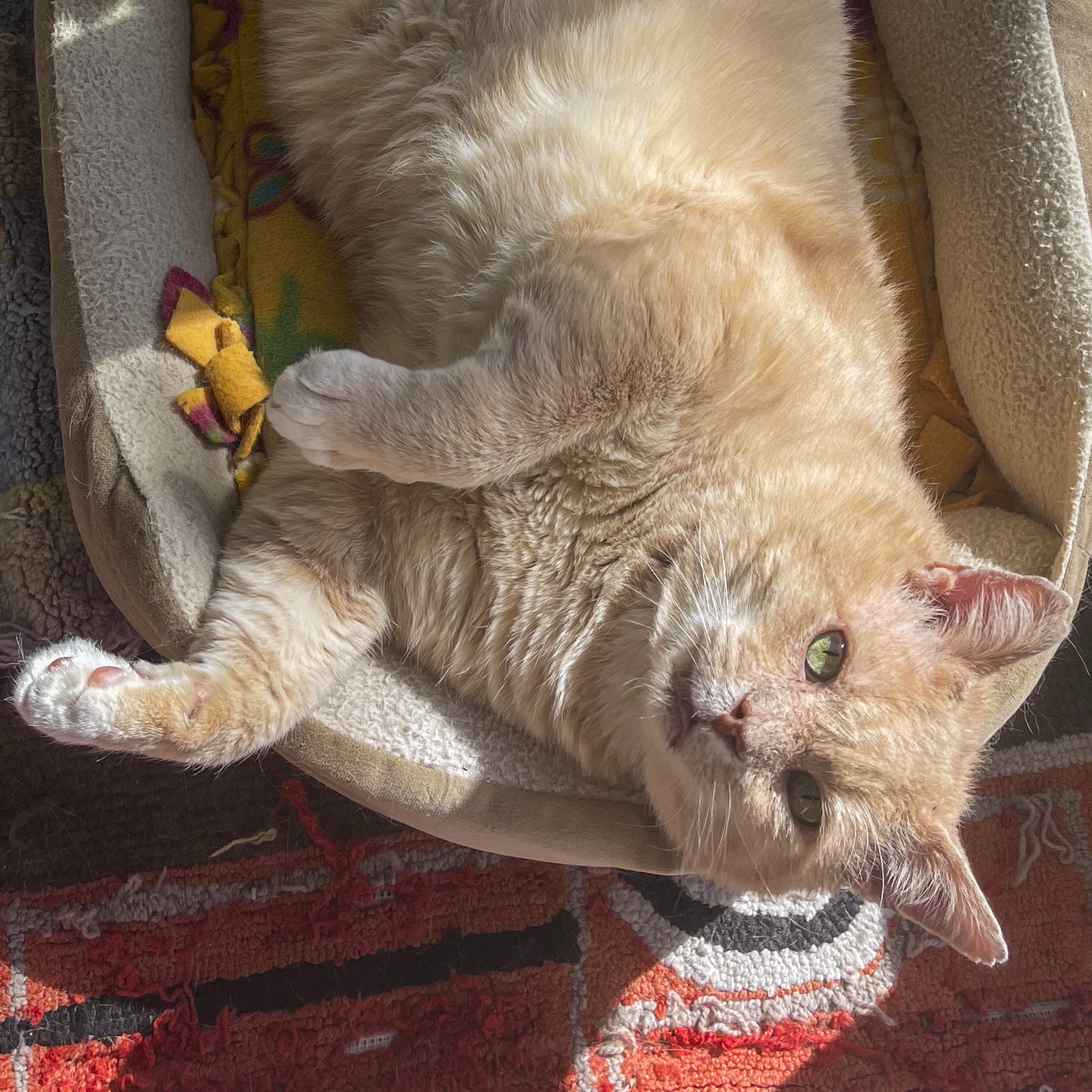 Big Red, Adult Male Domestic Short Hair