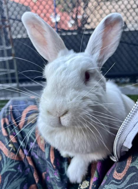 MATILDA, Adoptable, Adult Female Bunny Rabbit.