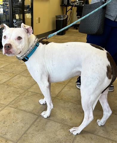 Enlarge RUMMY, a Adoptable Pit Bull Terrier in Norfolk, VA image 1/1