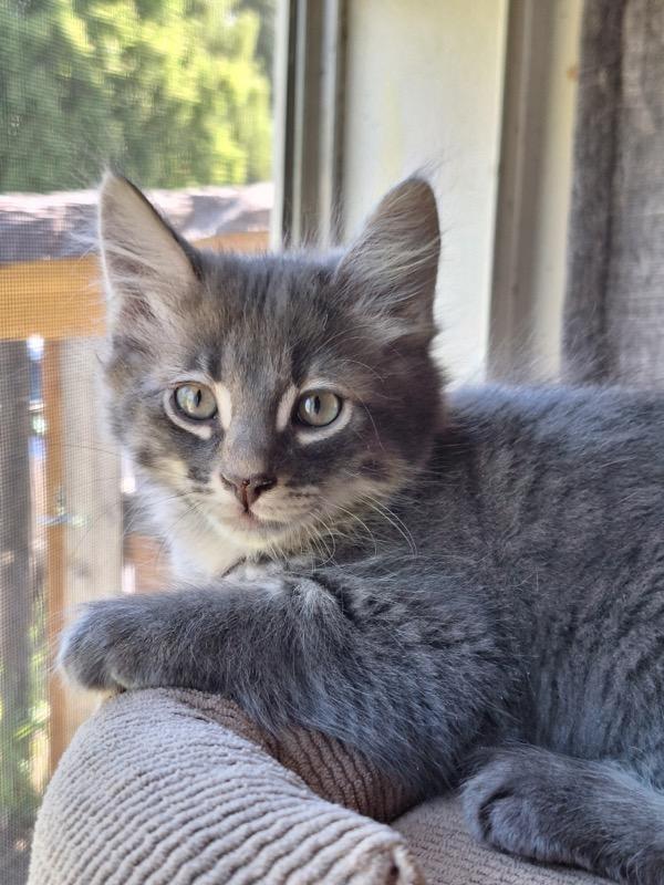 Fleeliz, Young Female Domestic Medium Hair