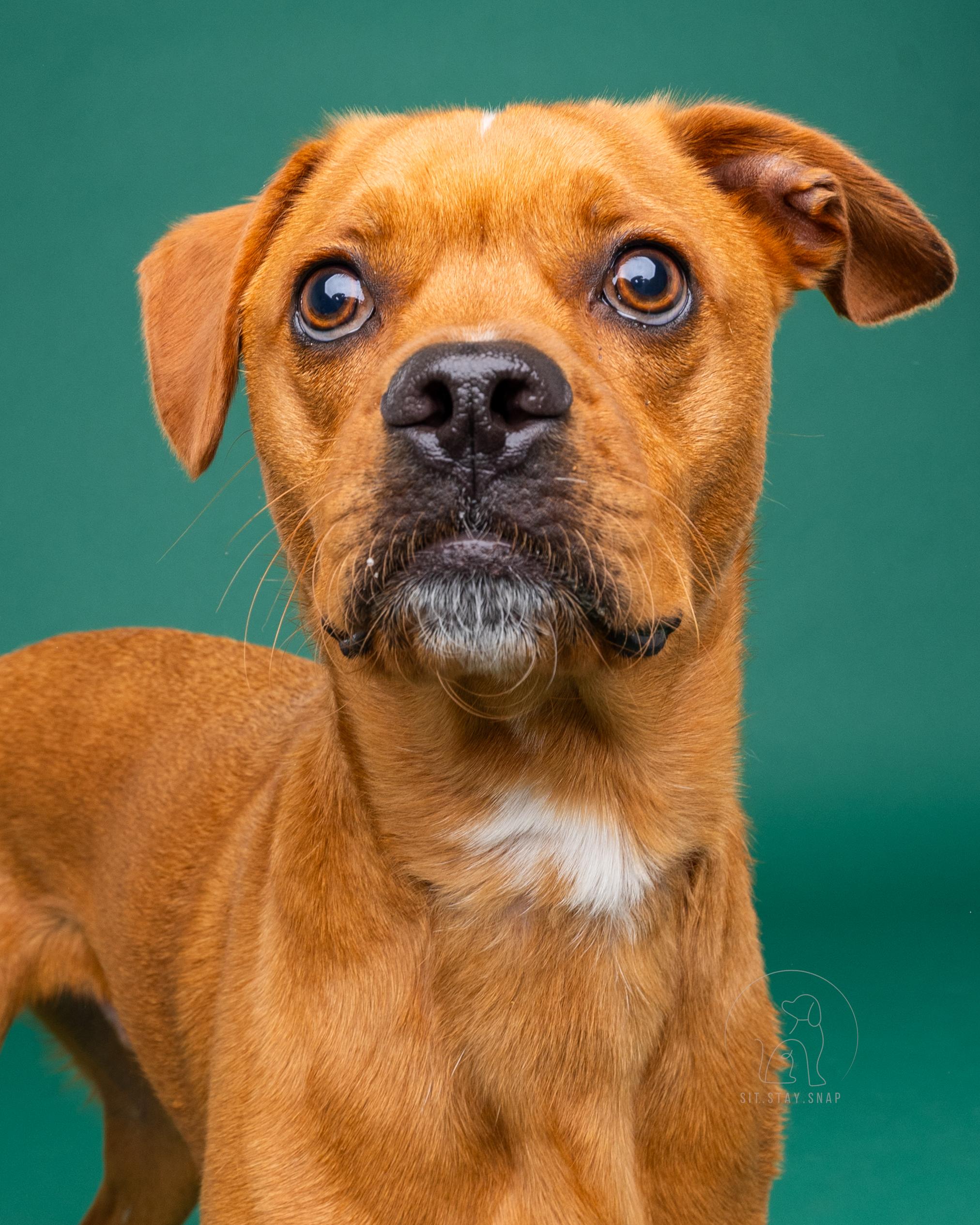 Neo, Adult Male Staffordshire Bull Terrier