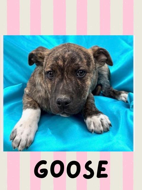 Goose Spirits thumbnail 2