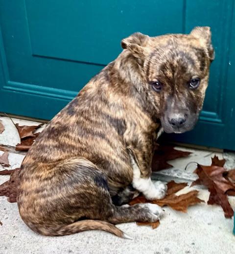 Goose Spirits thumbnail 3