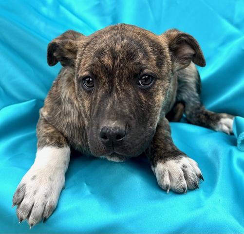 Goose Spirits thumbnail 6