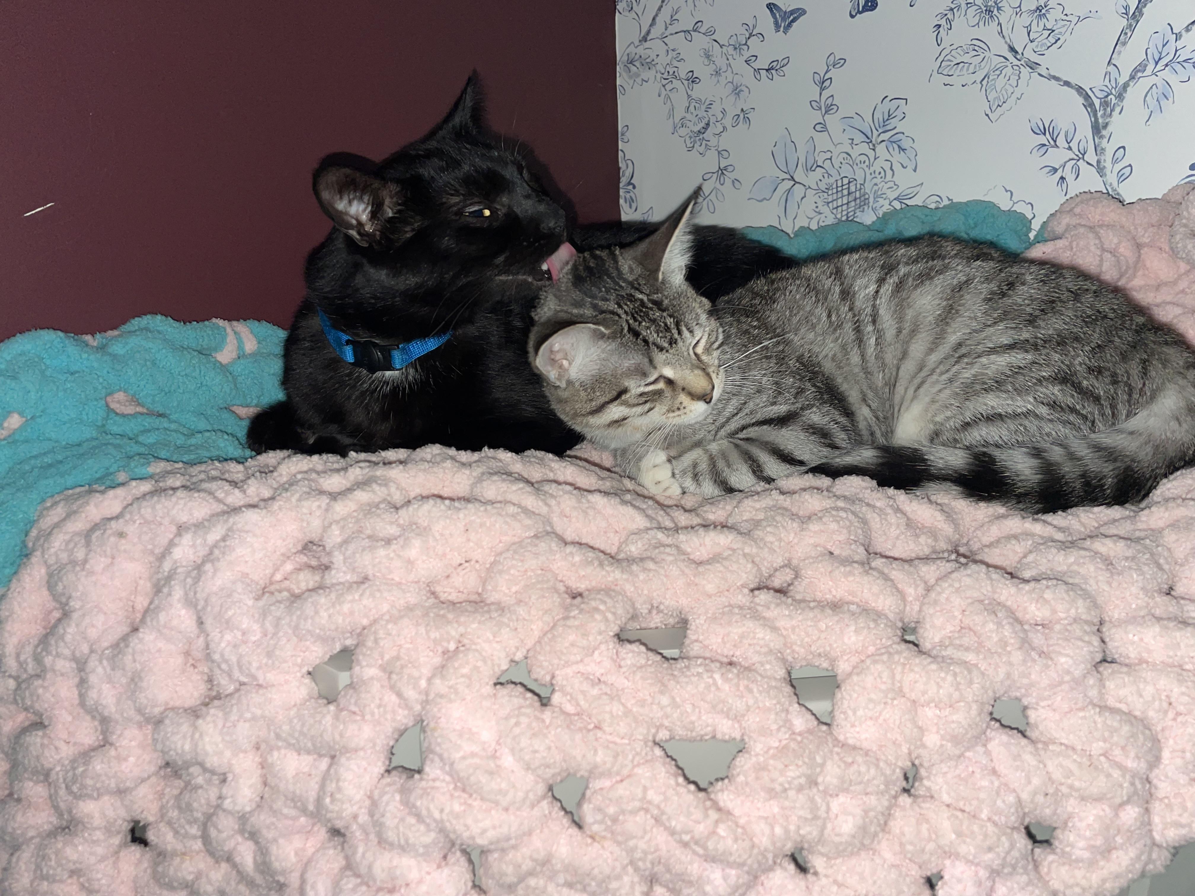 Enlarge Salem, a ADOPTABLE Domestic Short Hair in Avon, NY image 3/3