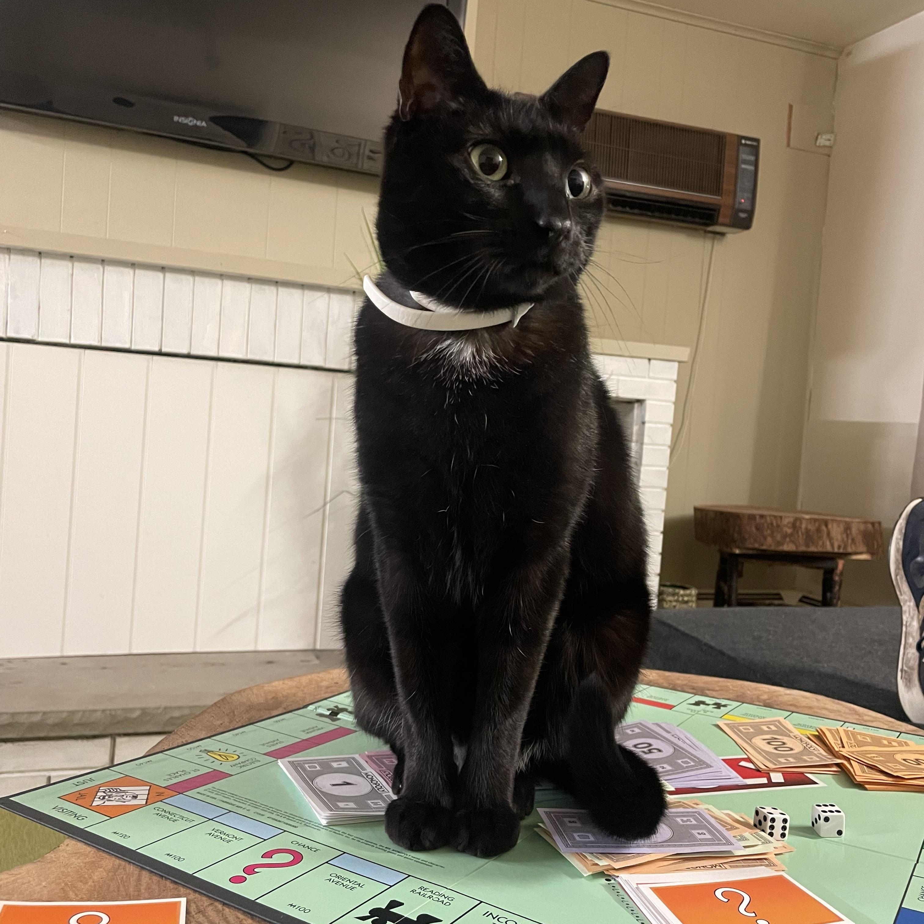 Enlarge Salem, a ADOPTABLE Domestic Short Hair in Avon, NY image 2/3