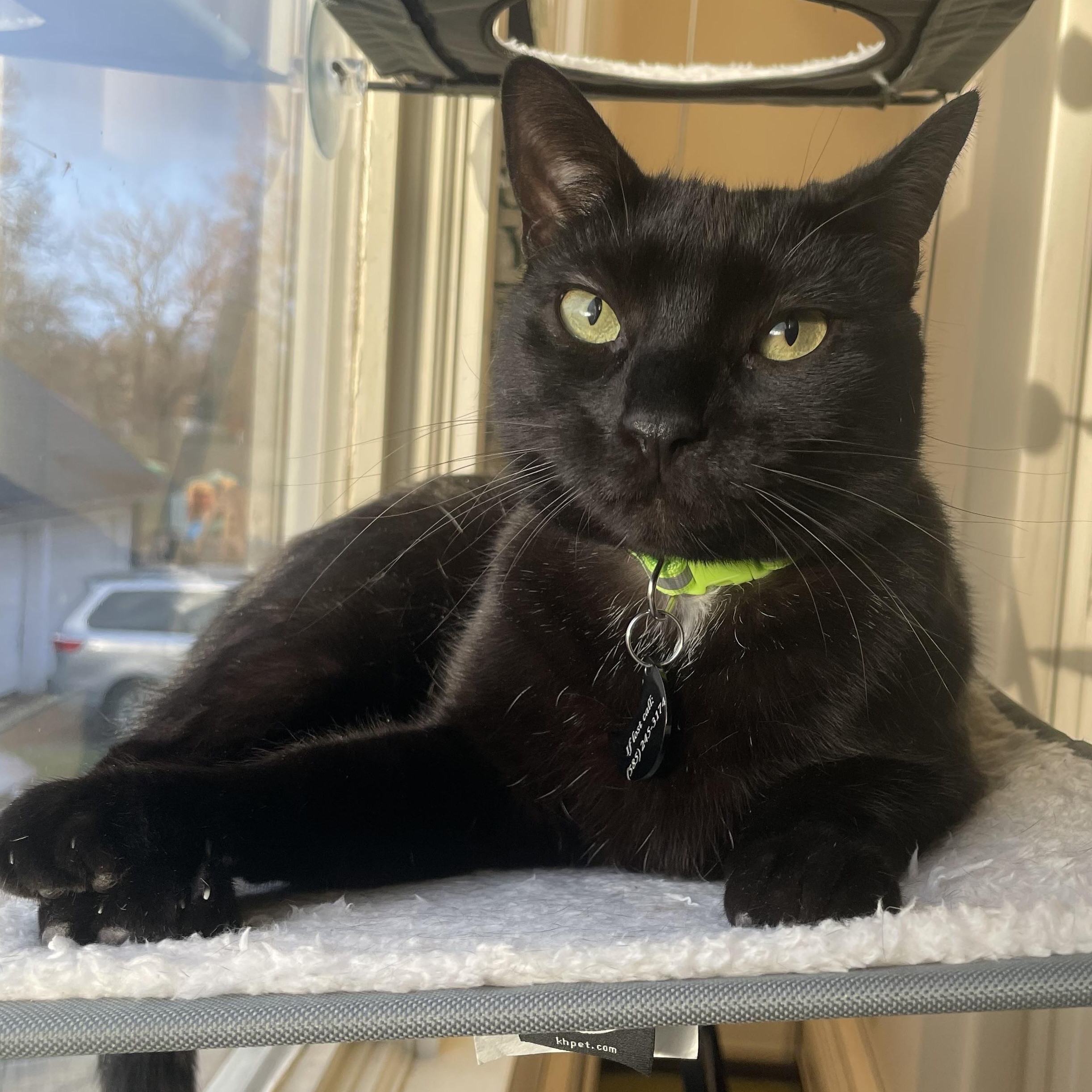 Salem, ADOPTABLE, Adult Male Domestic Short Hair.