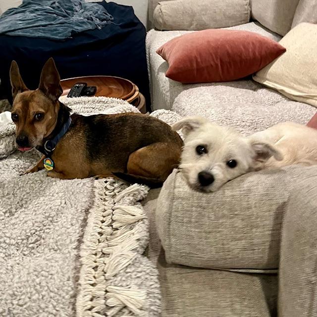 Enlarge Jack Frost, a ADOPTABLE mixed breed in benicia, CA image 2/6