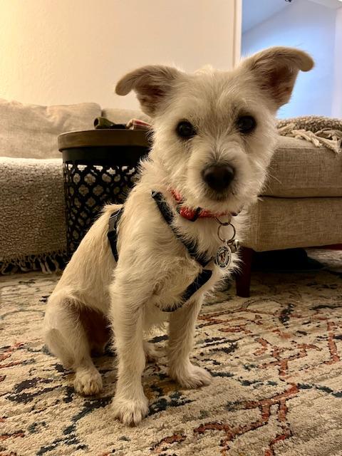 Enlarge Jack Frost, a ADOPTABLE mixed breed in benicia, CA image 1/6