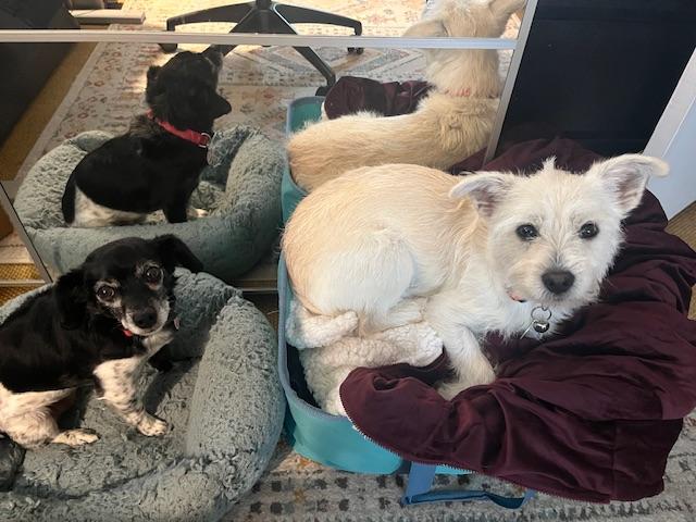 Enlarge Jack Frost, a ADOPTABLE mixed breed in benicia, CA image 4/6