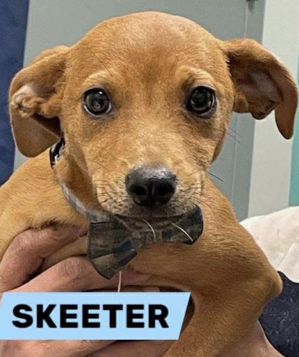 Meet Skeeter a 10 week old 12 pound wonderful Terrier mix He is friendly and gets along with oth