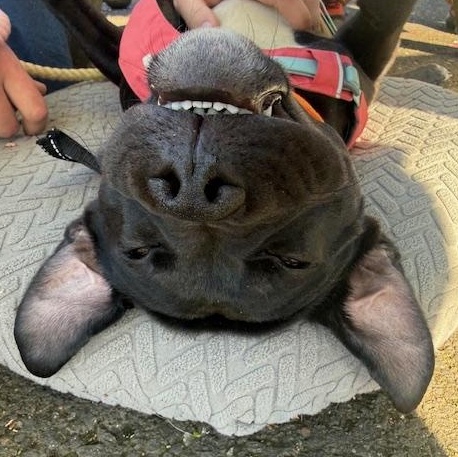 Collin, Adoptable, Young Male Pit Bull Terrier.