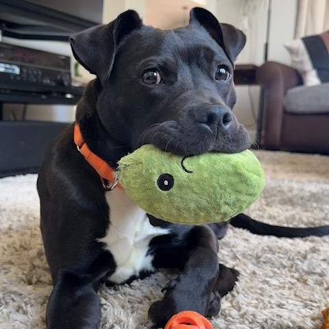 Enlarge Collin, a Adoptable Pit Bull Terrier in Portland, OR image 6/6