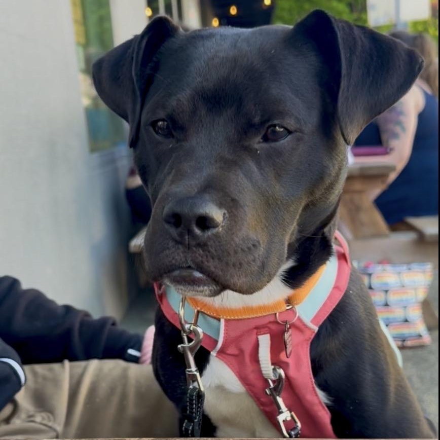 Enlarge Collin, a Adoptable Pit Bull Terrier in Portland, OR image 5/6