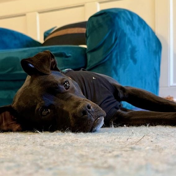Enlarge Collin, a Adoptable Pit Bull Terrier in Portland, OR image 4/6