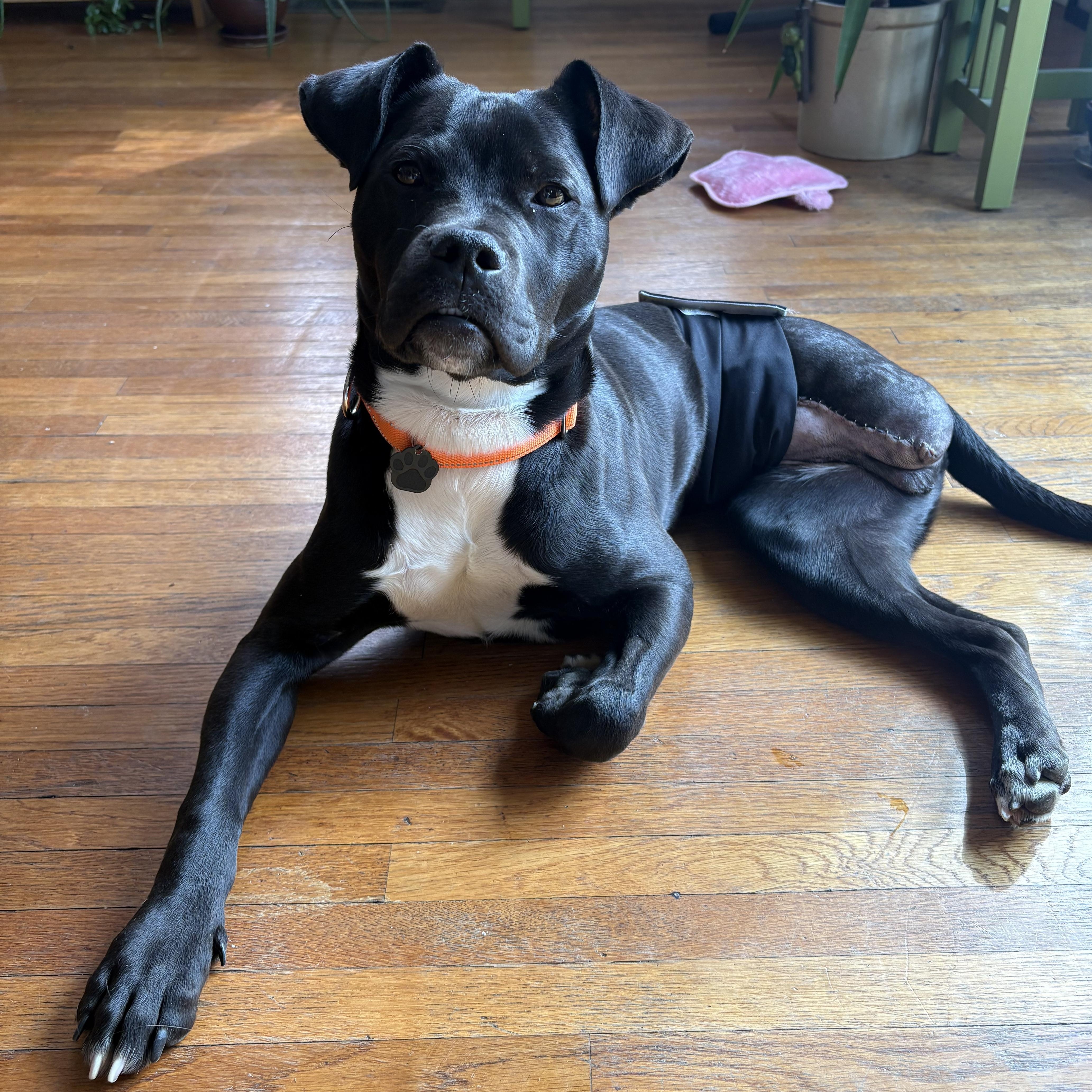Enlarge Collin, a Adoptable Pit Bull Terrier in Portland, OR image 3/6