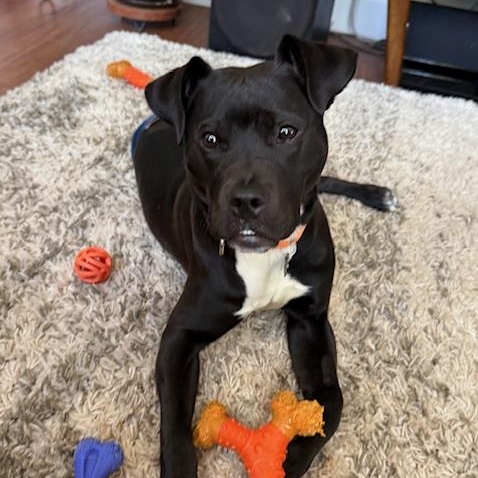 Enlarge Collin, a Adoptable Pit Bull Terrier in Portland, OR image 2/6