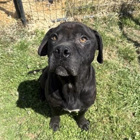 Enlarge Arthur, a Adoptable mixed breed in Howell, NJ image 2/6