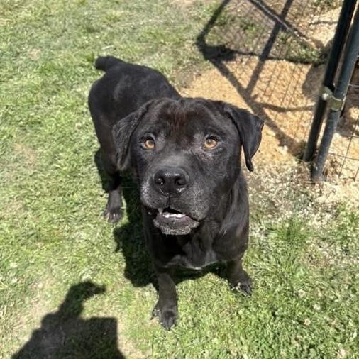 Enlarge Arthur, a Adoptable mixed breed in Howell, NJ image 6/6