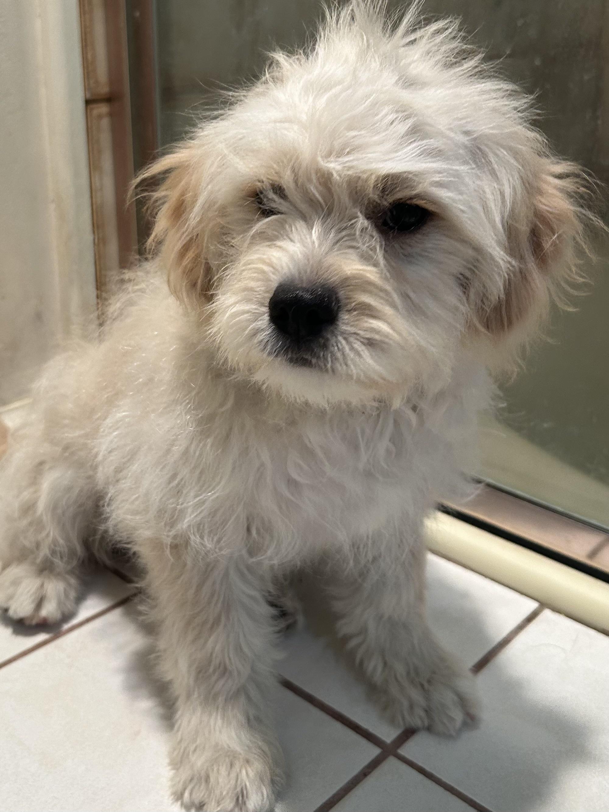 CHURRO, Baby Male unknown