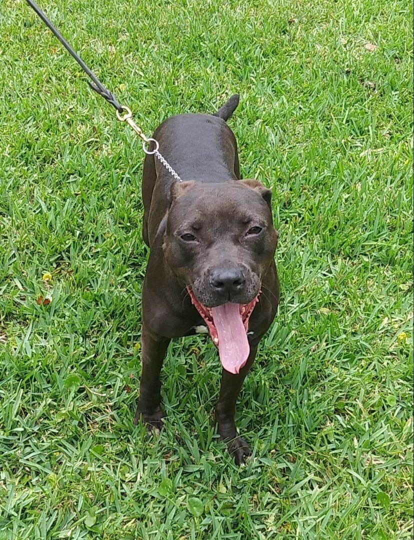Mocha, a Adoptable mixed breed in St. Petersburg, FL image 1/4