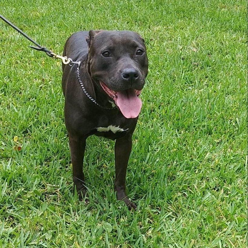 Mocha, a Adoptable mixed breed in St. Petersburg, FL image 2/4