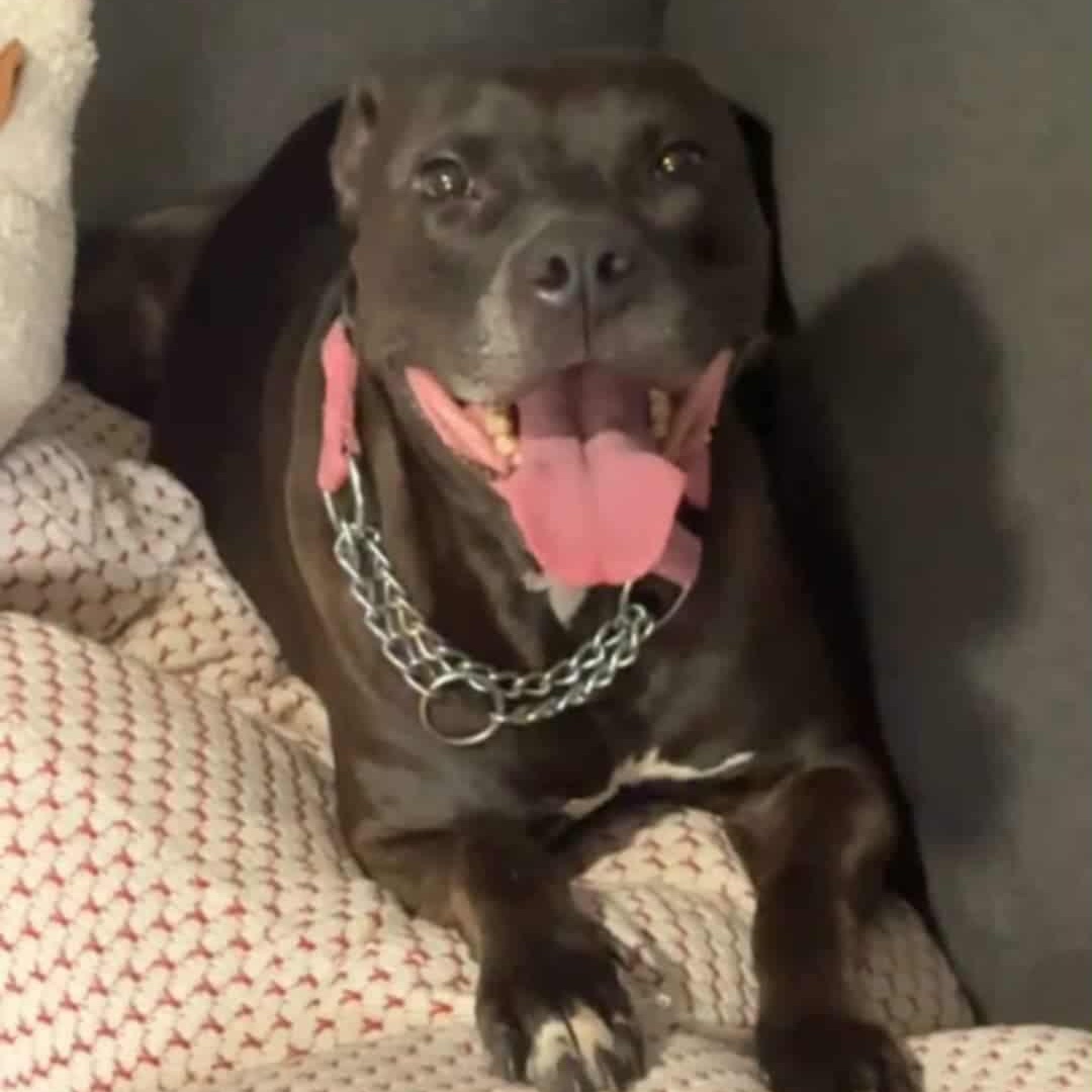 Mocha, Adoptable, Adult Female Labrador Retriever & Retriever.