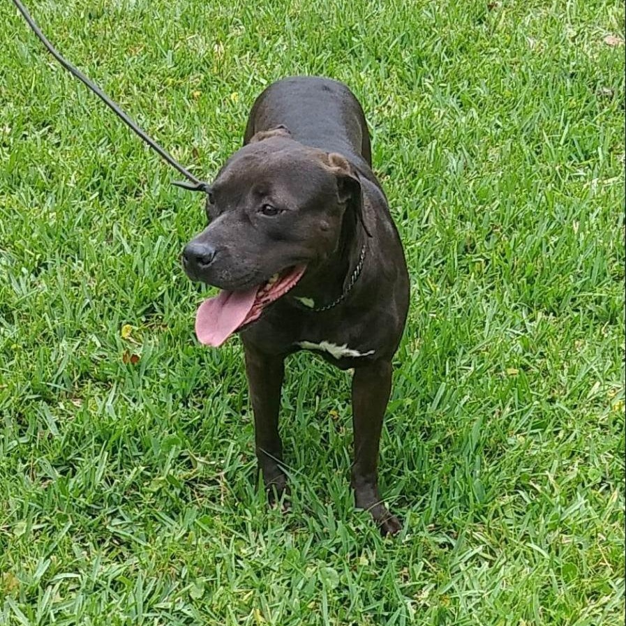Mocha, a Adoptable mixed breed in St. Petersburg, FL image 4/4