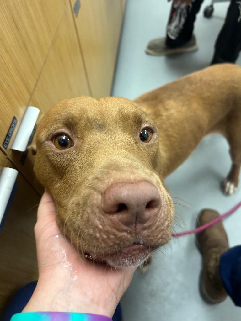Enlarge Hocus Pocus, a Adoptable mixed breed in Hartsville, SC image 1/2