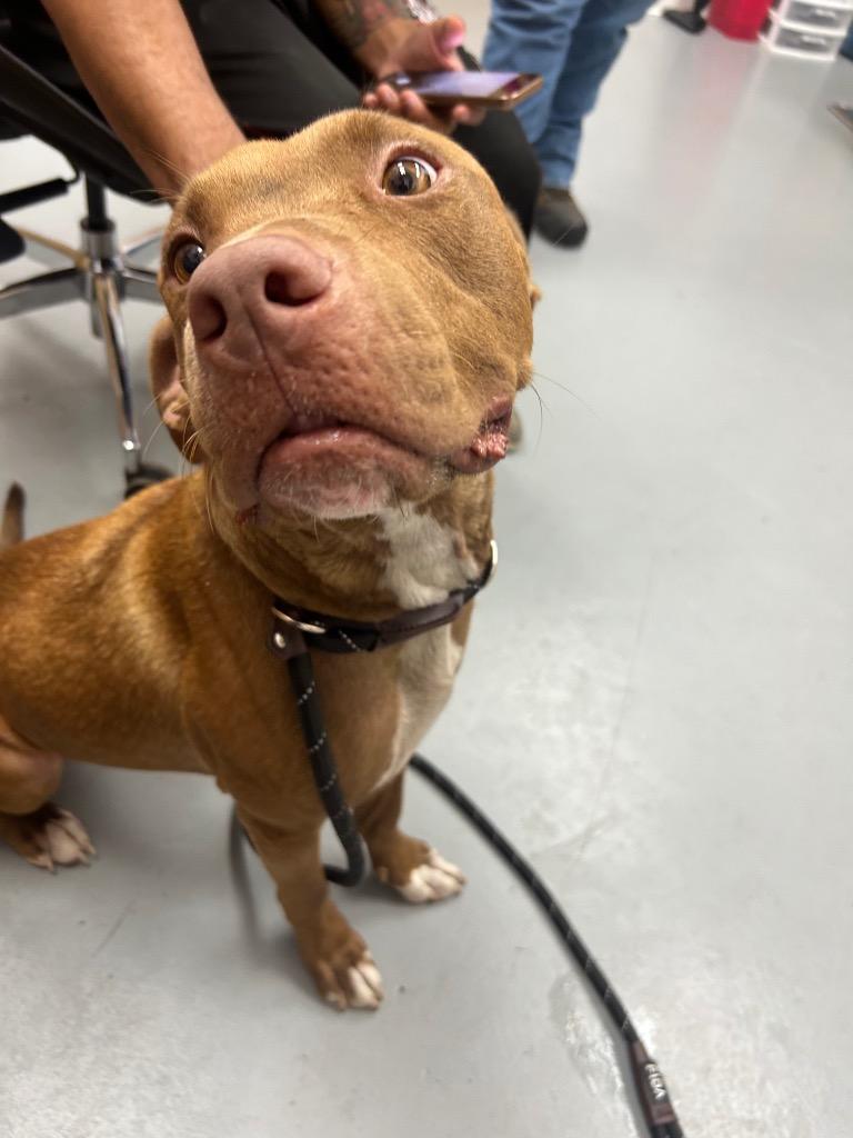 Enlarge Hocus Pocus, a Adoptable mixed breed in Hartsville, SC image 2/2