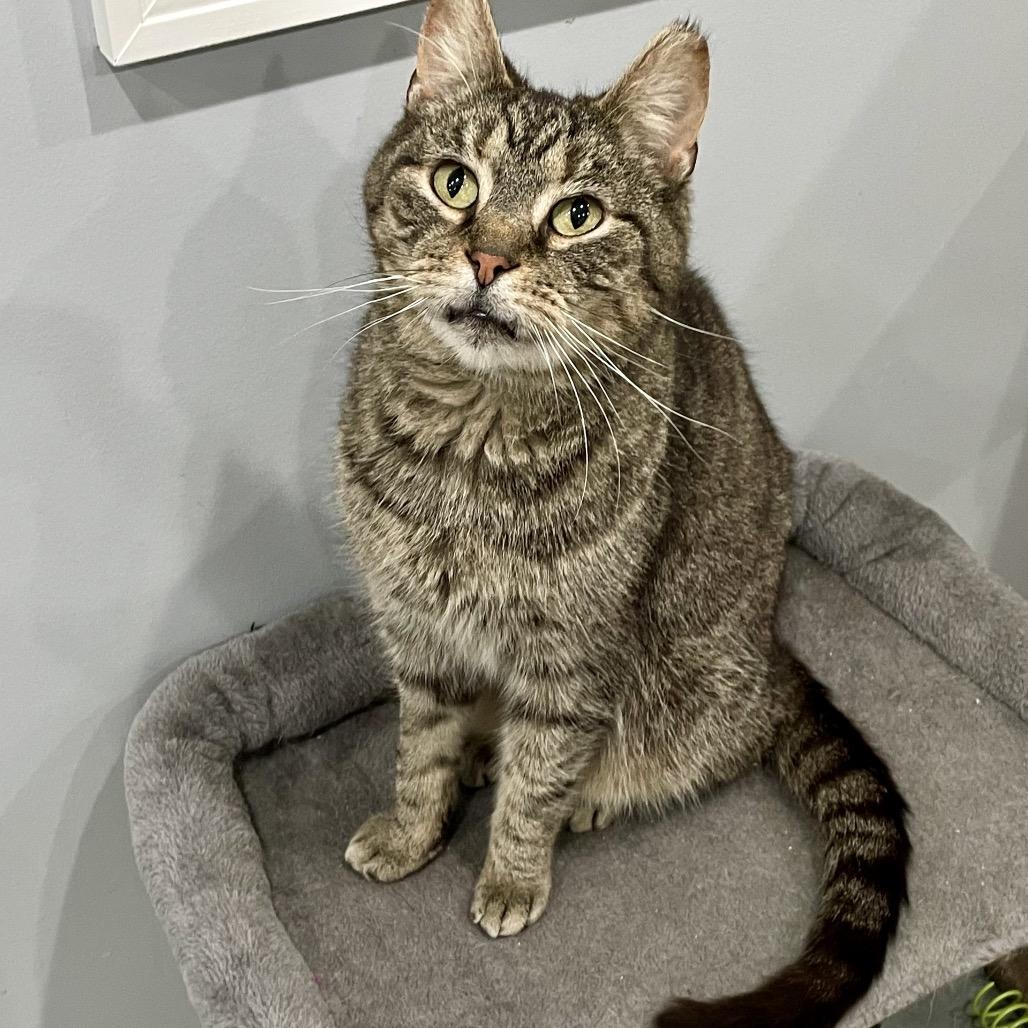 General Mills, a Adoptable Domestic Short Hair in Fairmont, WV image 1/2
