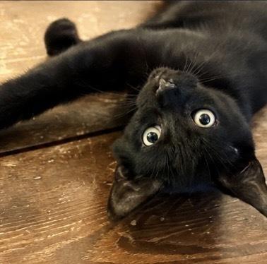 Ryder, Adoptable, Kitten Male Domestic Short Hair.