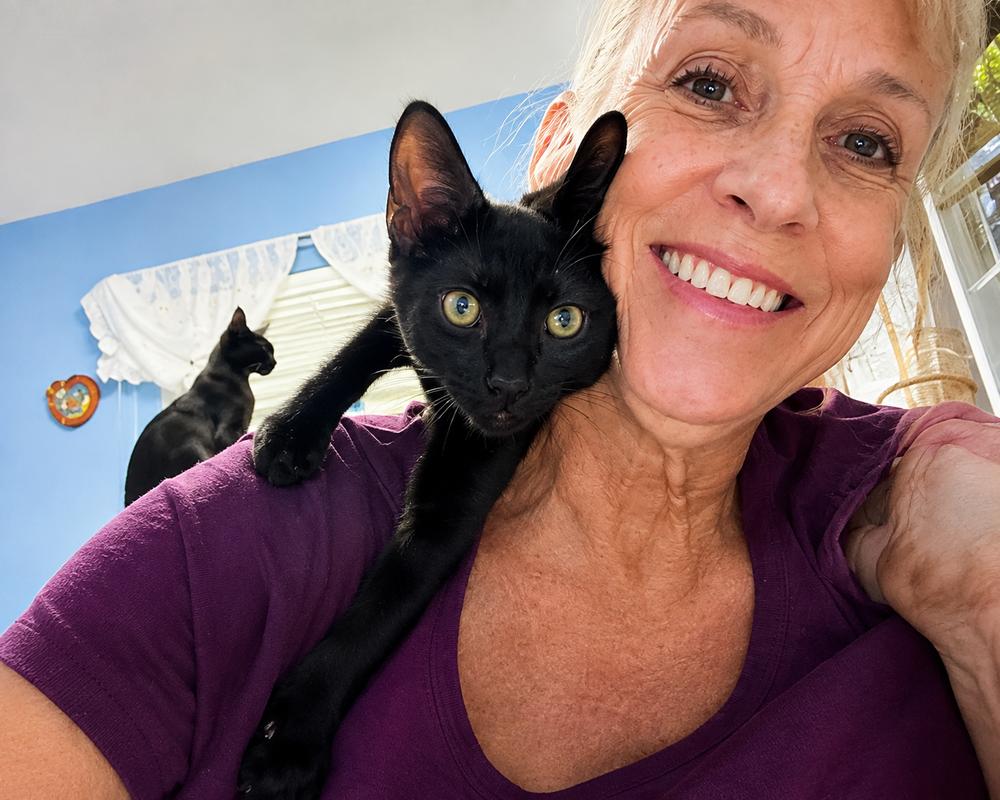 Enlarge Ryder, a Adoptable Domestic Short Hair in Hudson, NH image 2/3
